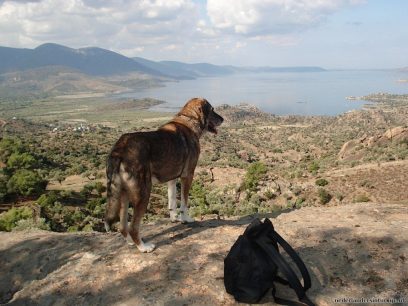 Hond kijkt over het Bafa meer Hond kijkt over het Bafa meer